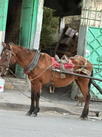 Reporte. Rescatistas denunciaron las malas condiciones.
