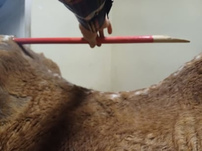 Deforme. La columna estaba demasiado curva marcada por la silla.