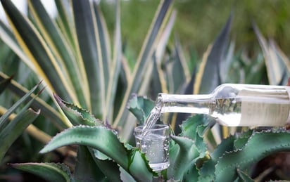 Efecto. De lograrse resultados favorables, la producción del mezcal crecerá en Durango.