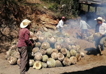 Proceso. Solo falta probar esta levadura ya con los productores de mezcal directamente en la fabricación industrial o artesanal.