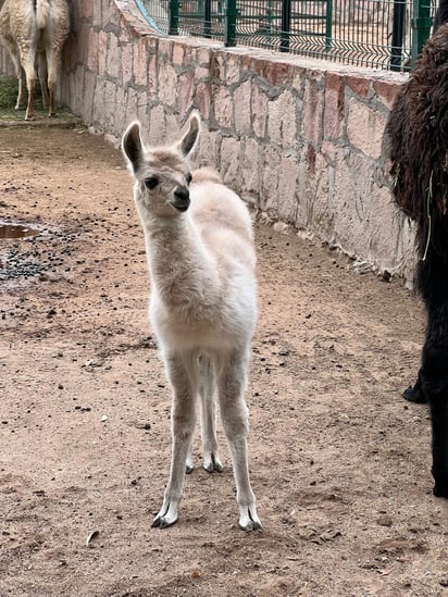 Varios integrantes. En algunos casos, dependiendo de la especie, presentan un solo ejemplar, pero en otros son varios nacimientos.