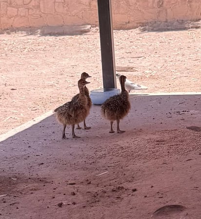Pequeños. Reconocen sus espacios y a su familia, además de que son inquietos.