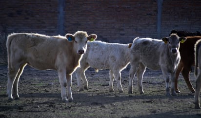Opciones. Ante el cierre de frontera se pudieran buscar otras opciones como exportar en cortes o vender al mercado nacional.