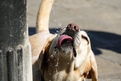 Más que una medida en específico, una persona debe tomar la cantidad de agua que su cuerpo necesita.