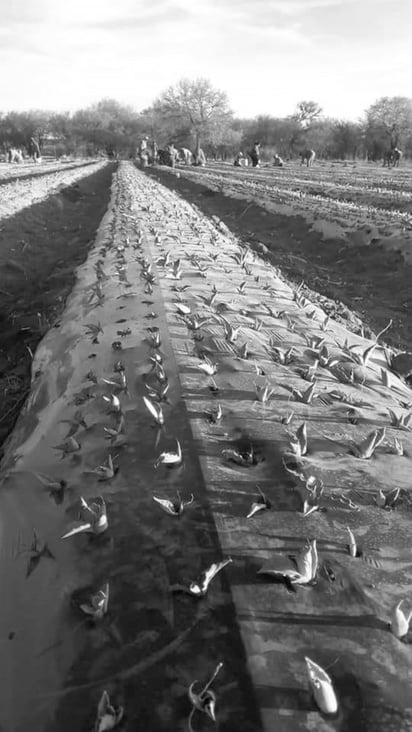 Mezquital. En ese municipio, sobre todo al sur, existen agaves de los llamados exóticos o de gourmet; se trabaja en plantaciones.