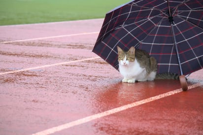 Tanto perros como gatos deben de tener un espacio seguro durante la época de lluvias.