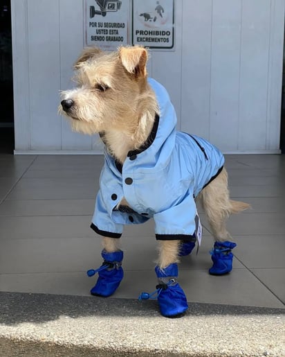 Algunas prendas adaptadas para mascotas pueden servir para mantenerlos seguros durante la temporada.