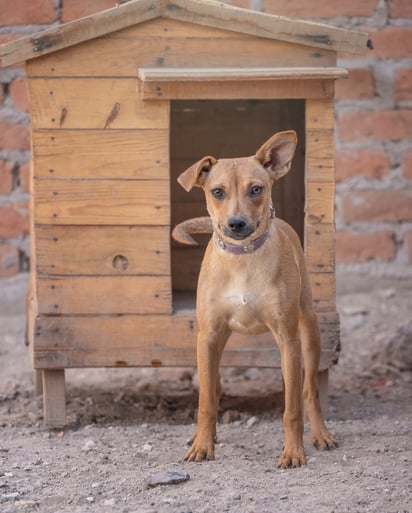 En el Día del Perro, Huellitas Durango recuerda la importancia de adoptar y no comprar, tras años rescatando a perros en situación de calle y rehabilitándolos con amor como estos que se encuentran esperando una oportunidad.