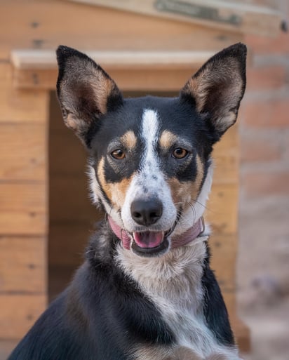 La labor de rescate y adopción de perros víctimas del abandono y el maltrato es una tarea diaria.