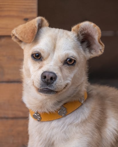 En este espacio modesto pero lleno de amor, cuidan, protegen y rehabilitan a los perros rescatados.