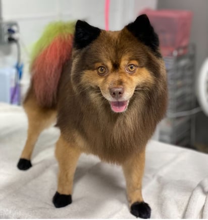 Personalidad. A las mascotas se les brinda una personalidad similar a la de sus propietarios.