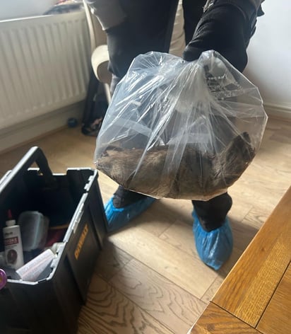 Imagen oficial publicada sobre este curioso hallazgo, con la rata mostrada en primer plano.