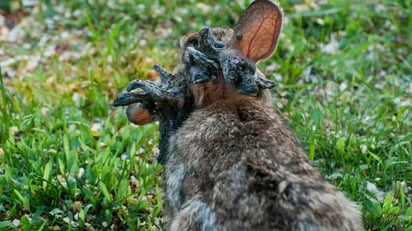 Diversos conejos han sido avistados con estos tentáculos, cubiertos parcial o totalmente de los mismos.