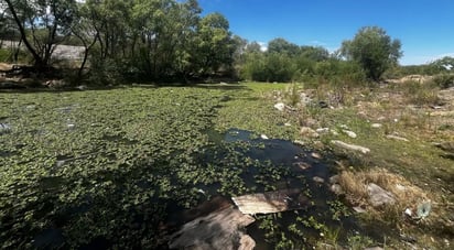 Problema. En varios puntos del río Tunal existen zonas con mucha presencia de lirio acuático; ahí es donde más se puede ver y reflejar la contaminación. Los lirios se alimentan de las aguas negras.