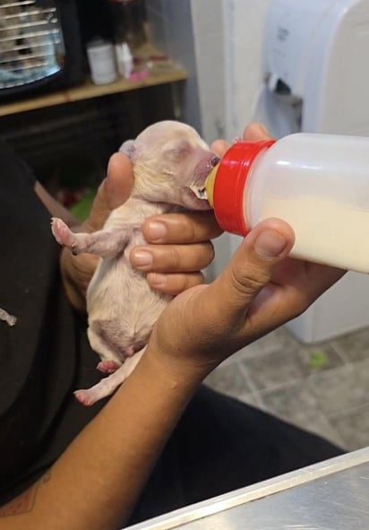 Así se ve Cerecito, el cachorrito de Cereza que sigue vivo y luchando por mantenerse.