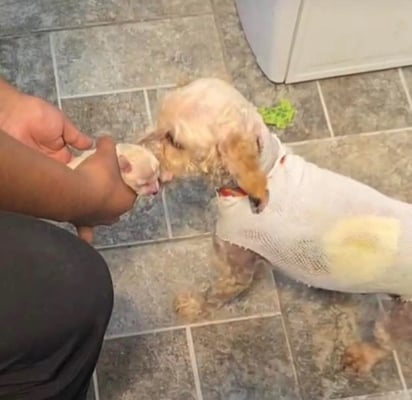 Cereza y Cerecito aun siguen manteniéndose fuertes, aunque ambos se encuentran estables, según reportan los especialistas.