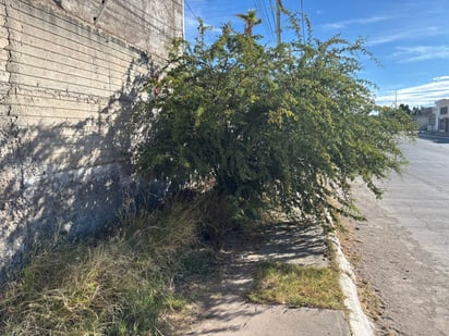 Un serio riesgo de ser atropellados corren quienes tienen que bajarse al arroyo de la calle, por la frondosa maleza del sitio.
