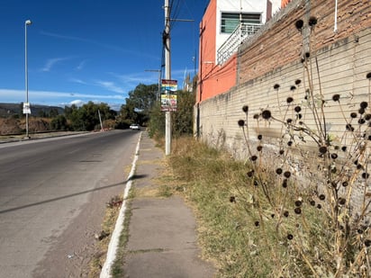 De esta manera lucen las banquetas que se ubican sobre el bulevar LaSalle, con más espacio ocupado por la maleza que ha crecido en los meses recientes.
