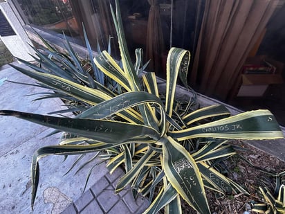 Vegetación.- En la entrada de la biblioteca se pueden apreciar hojas de plantas rayoneadas con mensajes y las firmas de las personas que realizaron este acto de vandalismo.