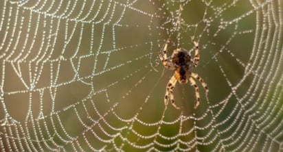 Agresión. En 2025 bajó la cifra de picados por araña.