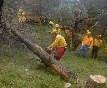 Preparación. Con una práctica en campo el personal de la Conafor terminó un taller de uso de la motosierra.