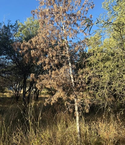 Muertos. En varias zonas ya hay árboles secos por la falta de cuidados y de riego, además de plagas.