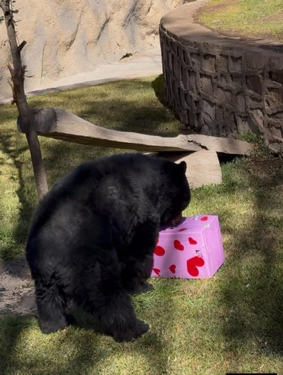 Enriquecimiento. Las actividades por San Valentín también son para los animales, con bonitos espacios.