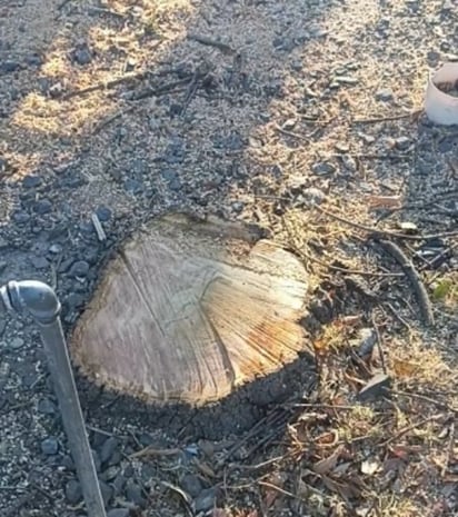 Sanos. Señalan que ningún árbol estaba seco o con daño.