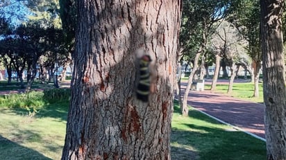 Foto: Redes Sociales.