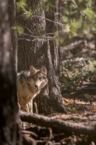 Histórico. Este proyecto de reintroducción es un avance en la conservación de la especie a nivel internacional.
