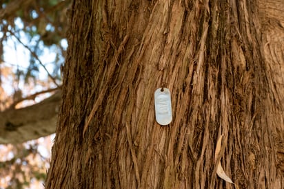 Centenarios. Según el padrón de árboles de muchos años, son al menos unos 23 y con placa.