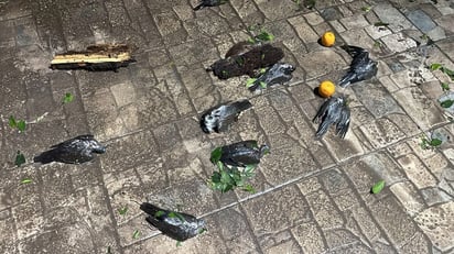 Foto: Karen García.