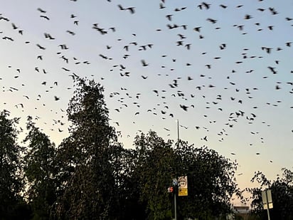 Grandes parvadas. Cientos de aves se reúnen al atardecer para hacer su 'danza aérea' para después descansar en los árboles de Durango.