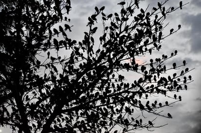 Canadá. Los tordos pecho amarillo son comunes en el Sur de Alberta y Manitoba, regiones con lagunas y hábitat helado.