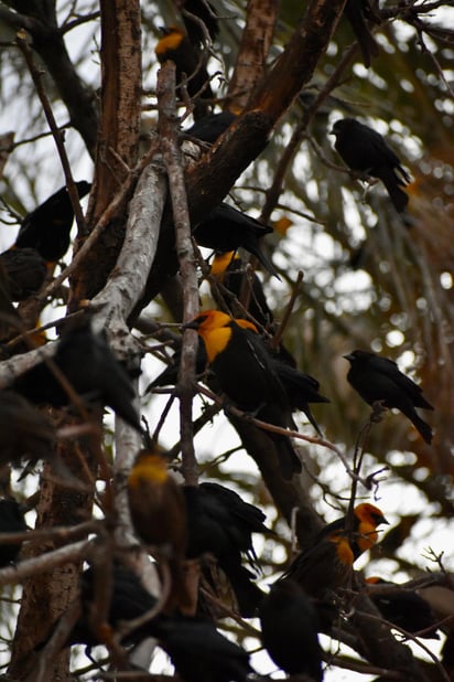 Características. Los machos suelen tener tonos más oscuros, mientras que las hembras tienden a tener un poco de café en su cuerpo.