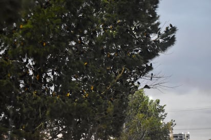 Menú variado. Por lo general, esta especie se alimenta principalmente de semillas, granos e insectos que están en parques, zonas agrícolas o áreas de vegetación.