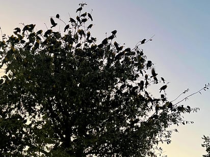 EUA. Al llegar en verano en lugares de Estados Unidos como Montana o Nebraska, los pájaros viajan a Durango.