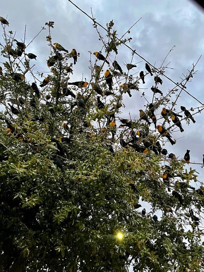 Hora. Por lo regular, es más vistoso verlos al atardecer, aproximadamente a las 7 p.m.