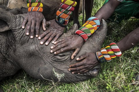 La imagen "Salvando a los grandes animales de &Aacute;frica - rinoceronte hu&eacute;rfano" de la estadounidense Ami Vitale gan&oacute; el segundo premio en la categor&iacute;a individual de Naturaleza.