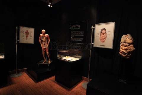 Los cuerpos son sometidos a un proceso qu&iacute;mico para sustituir el agua y la grasa con pl&aacute;sticos reactivos y as&iacute; conservan y mantener la forma original de los &oacute;rganos, sin olor.