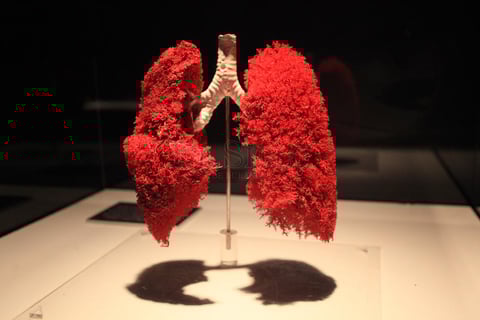 &lsquo;Our Body, el Universo dentro&rsquo;, permanecer&aacute; abierta al p&uacute;blico de todas las edades en el Museo Francisco Villa hasta el 22 de marzo de 2015.