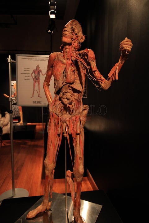 Los cuerpos son sometidos a un proceso qu&iacute;mico para sustituir el agua y la grasa con pl&aacute;sticos reactivos y as&iacute; conservan y mantener la forma original de los &oacute;rganos, sin olor.