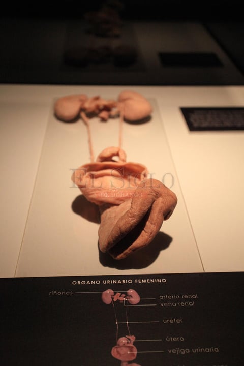 El primer cuerpo dejaba al descubierto los m&uacute;sculos de pies a cabeza, as&iacute; como de los &oacute;rganos que conforman el sistema digestivo, respiratorio, nervioso, urinario, reproductivo, entre otros.