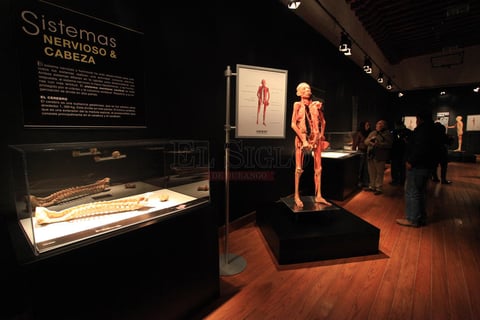 Exhiben un total de 150 &oacute;rganos, 13 cuerpos humanos reales y 2 torsos.