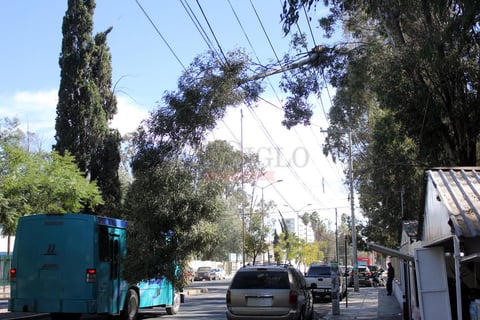 Un trabajador de CFE que retiraba las ramas de la imagen result&oacute; lesionado en la cabeza.