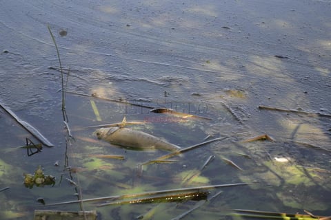 Mortandad de peces en El Nayar