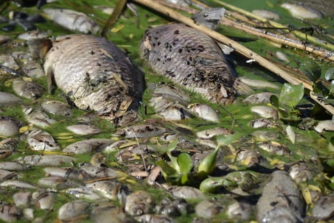 Mortandad de peces en El Nayar