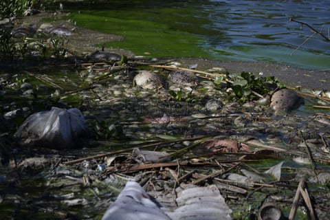 Mortandad de peces en El Nayar