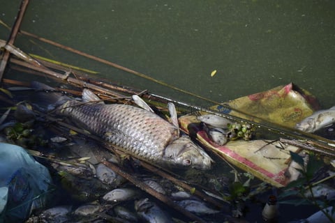 Mortandad de peces en El Nayar