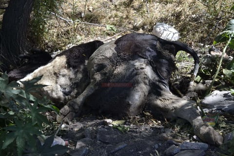 Mortandad de peces en El Nayar